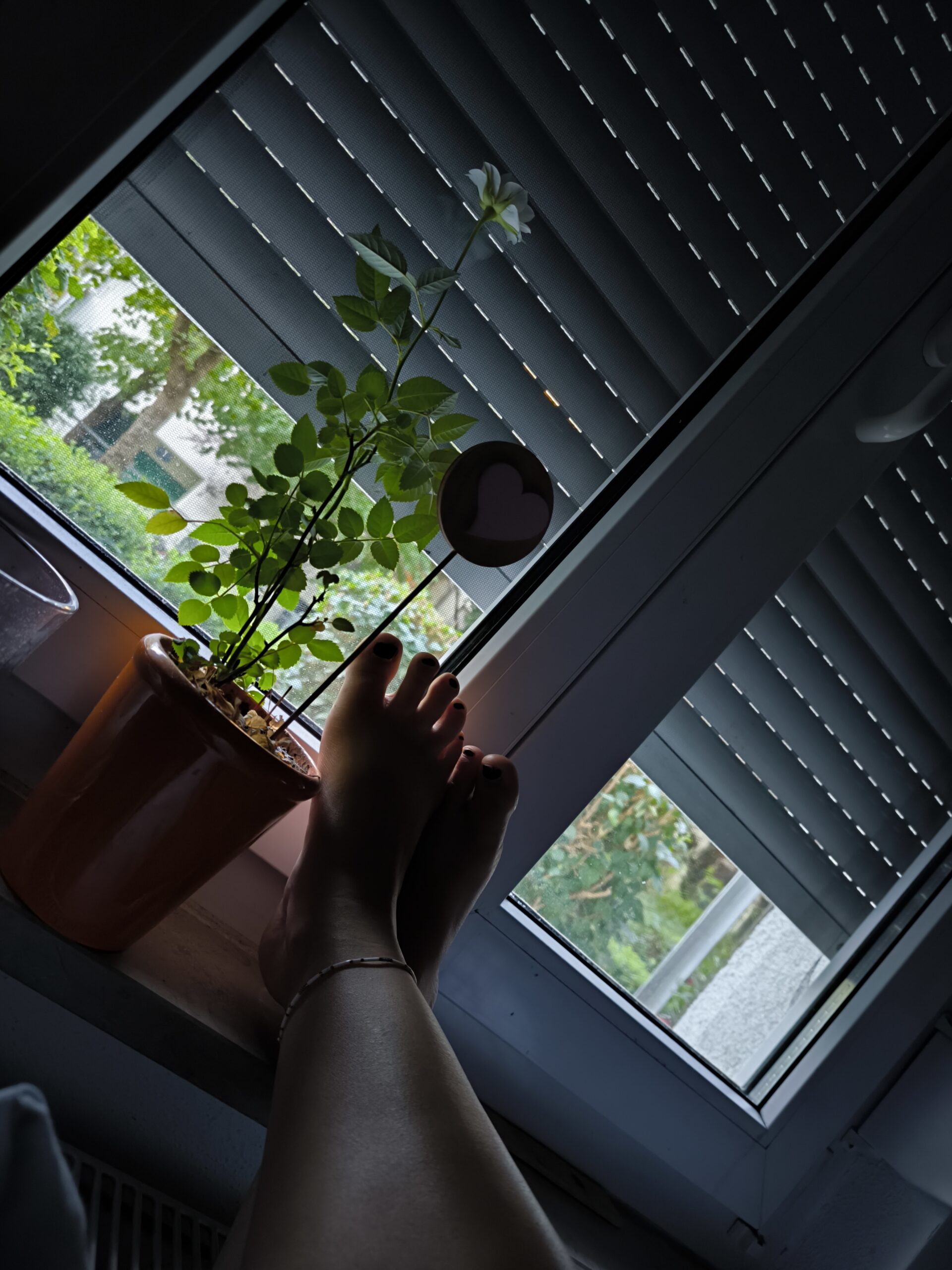 Sommer Sonne Kaktus